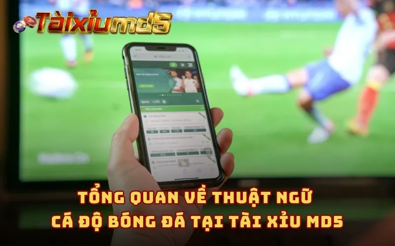 Tổng quan về thuật ngữ cá độ bóng đá tại Tài Xỉu MD5